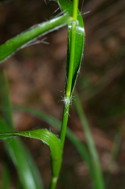 Luzula sp- (Juncaceae)